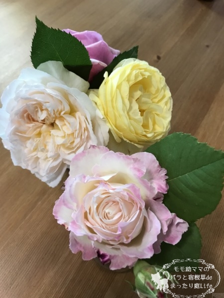 パトラッシュ、セラフィム他