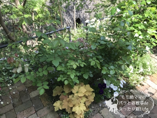 バラとヒューケラ