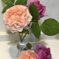 エブリンとローズポンパドール