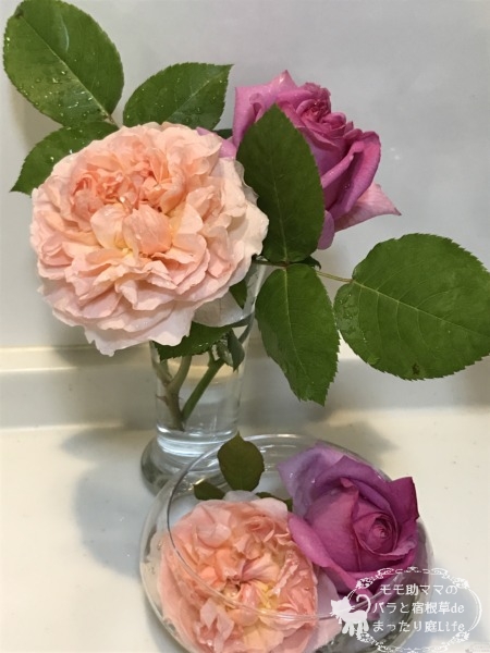 エブリンとローズポンパドール