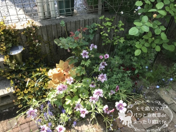 ラックス　ティーバ