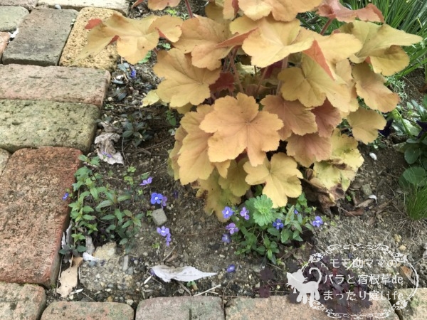 ベロニカオックスフォードブルー　挿し芽した