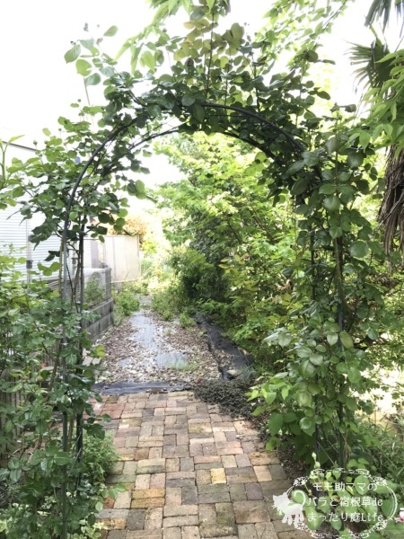 バラのアーチ　ルージュピエールドロンサールとオーブ