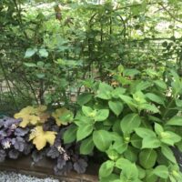 ローズポンパドール　つぼみ