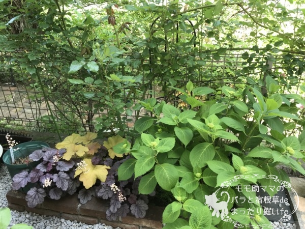 ローズポンパドール　つぼみ