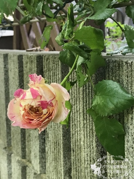 バラのエドゥアール・マネ　開花