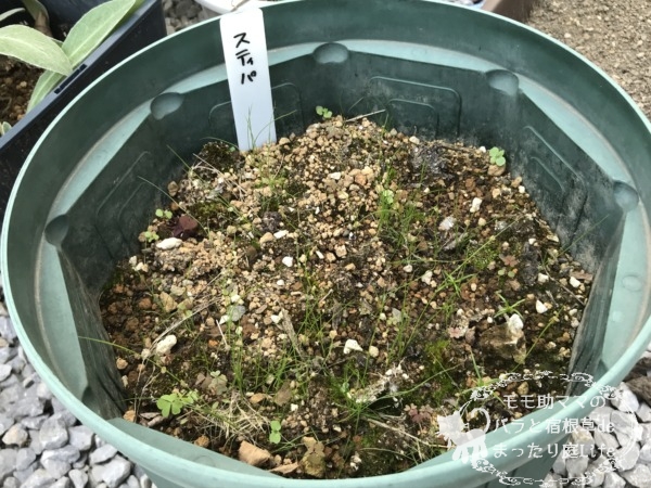 スティパ　エンジェルヘアー　発芽