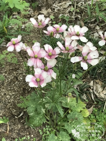 ラックス　エウロペ