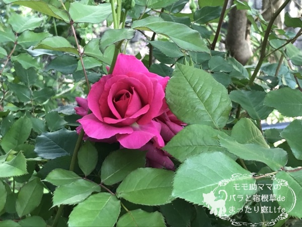 バラのうらら　開花