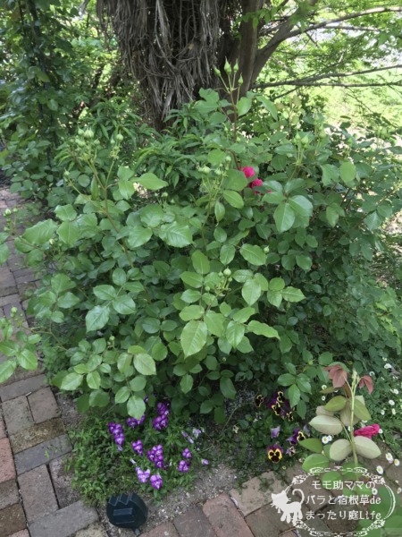 バラとパンジー