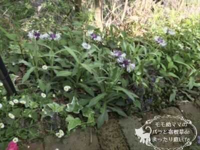 セントーレア パープルハート