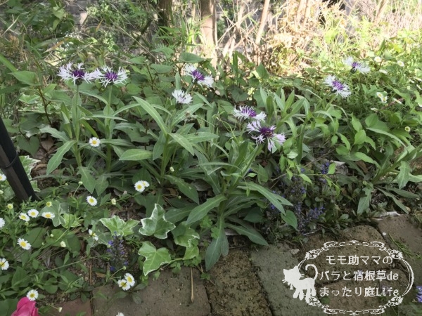 セントーレア　パープルハート