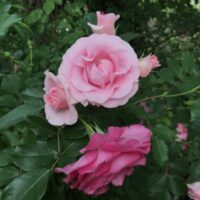 うららの薄ピンク版