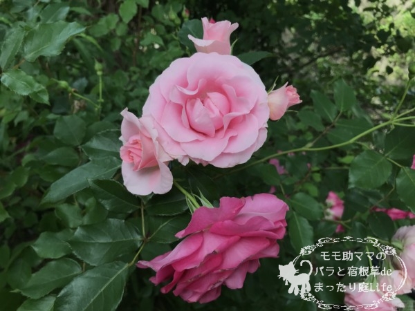 うららの薄ピンク版