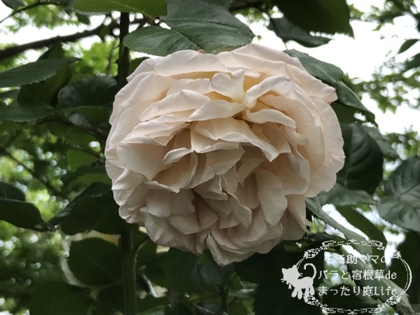 バラ オーブ 白に退色