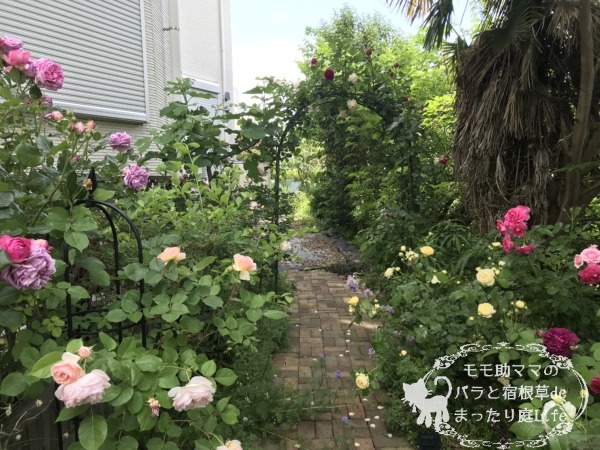 我が家のバラ庭