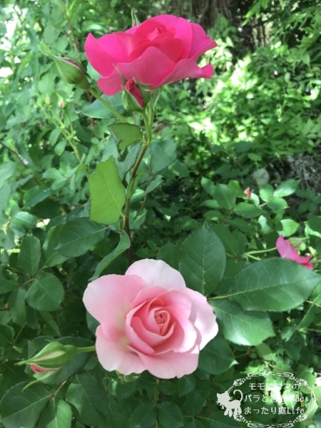 うららの枝変わり？薄ピンクバラ