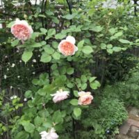 エブリンのオベリスク　開花