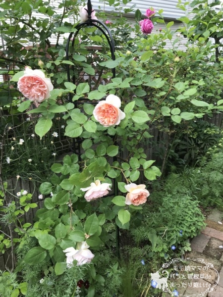 エブリンのオベリスク　開花