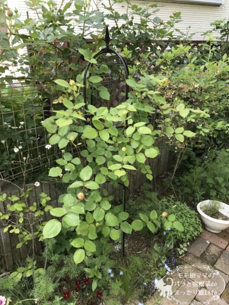 エブリンのオベリスク仕立て　開花前