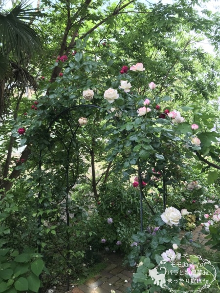 バラ オーブのアーチ