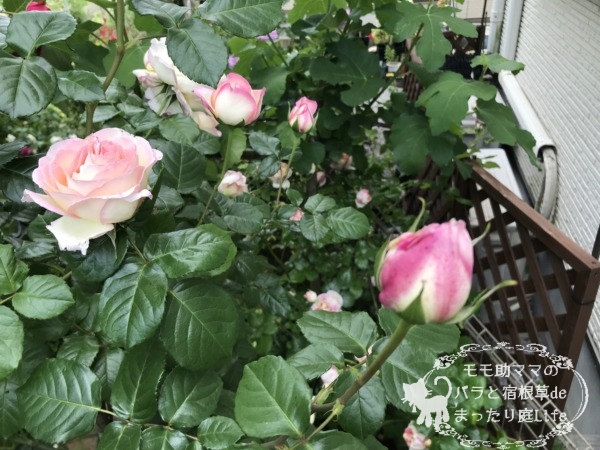 バラ オーブの蕾