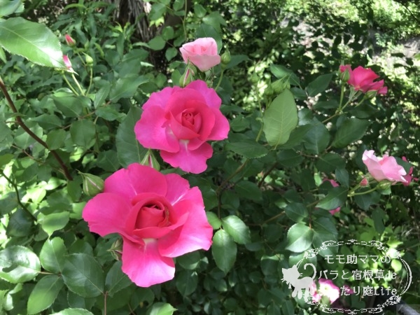 うららの枝変わり　薄ピンクのうらら