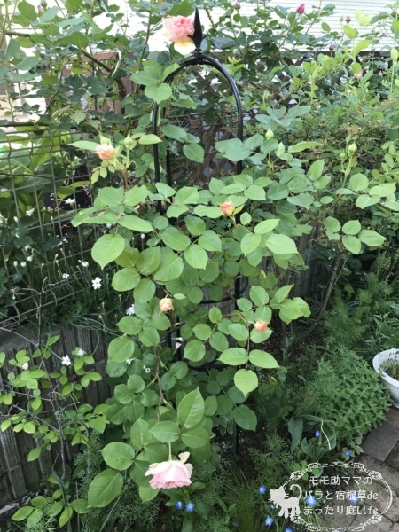 エブリン　オベリスク仕立て