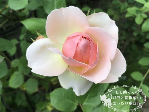 エブリン　バラ　咲き始め