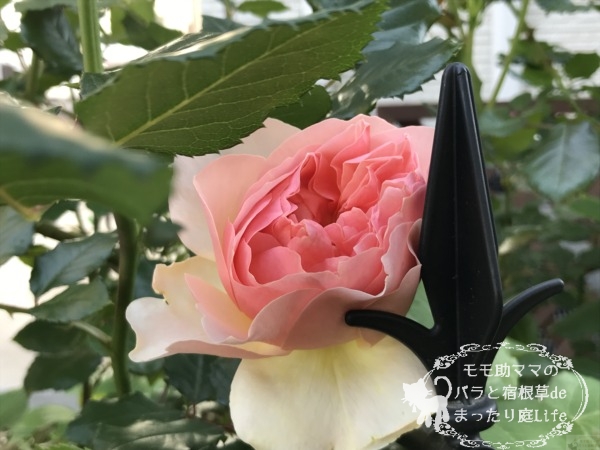 エブリン　バラ