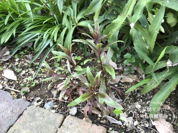 ガウラ リリポップピンク