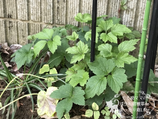 シュウメイギク