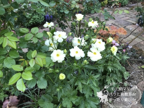 ラックス グレーシス