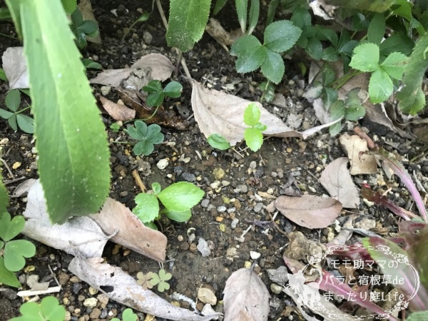 クリスマスローズのこぼれ種から発芽