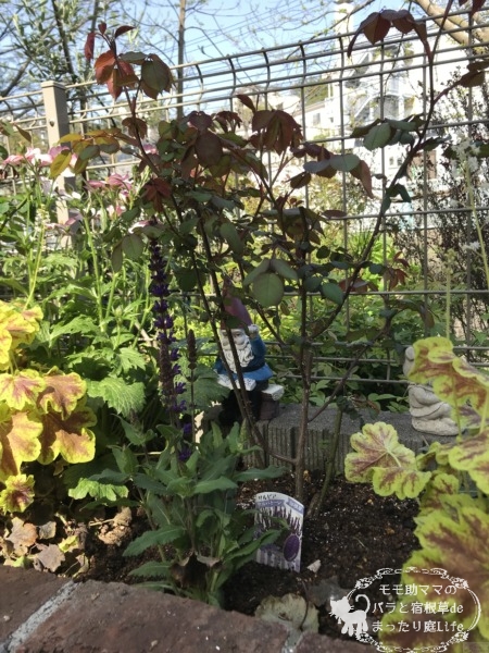 サルビア サルバトーレ