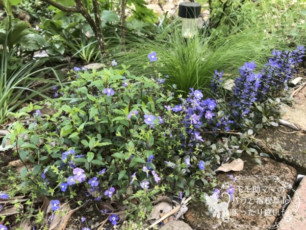 ベロニカオックスフォードブル