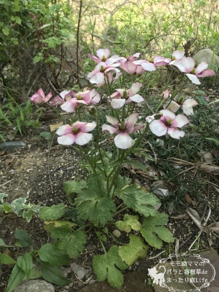 ラックス エウロペ