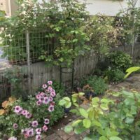 我が家の庭　４月