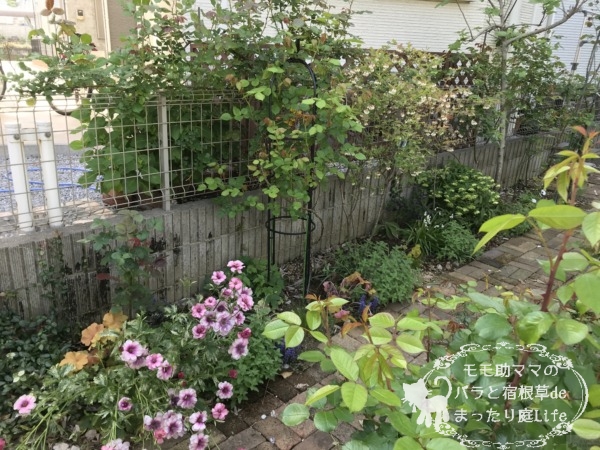 我が家の庭 4月