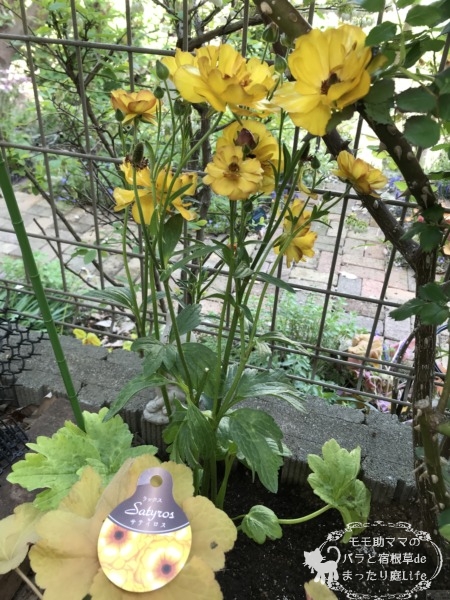 ラックス サティロス