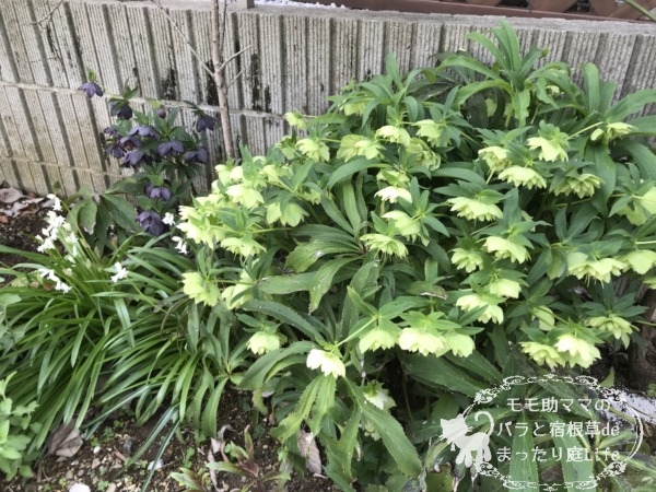 クリスマスローズ